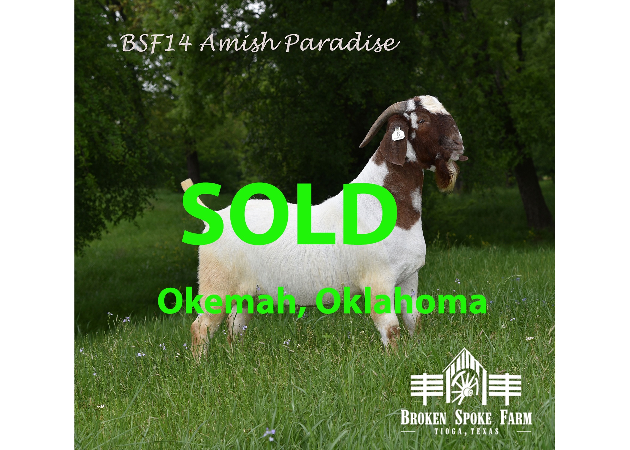 Venable farms Show Goats for Sale
