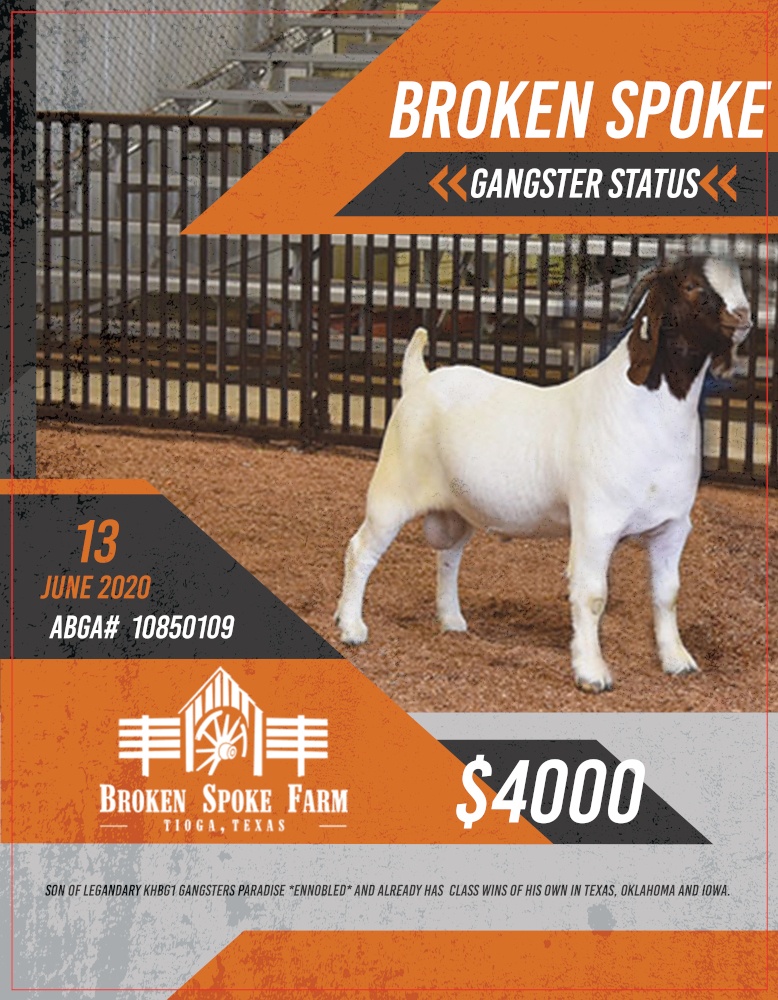 Venable farms Show Goats for Sale