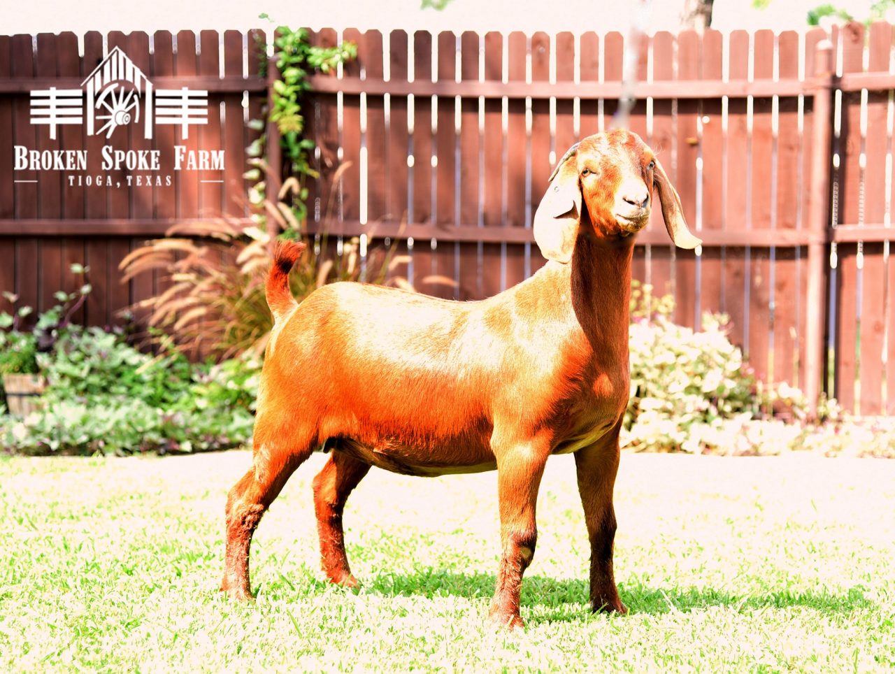 Broken Spoke Farms Show Goats for Sale in Texas